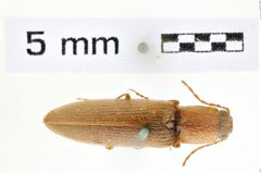 Foto (Dorsalansicht) von Athous excavatus (NHMW-ZOO-COL-0008574)